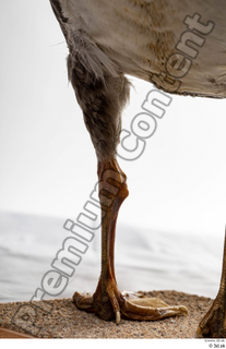 Greater white-fronted goose Anser albifrons leg 0017.jpg